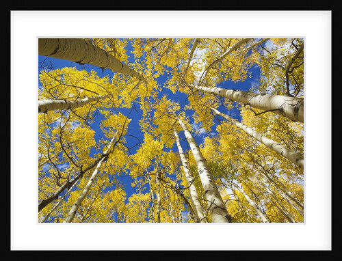 Yellow Aspen Trees in Steamboat Springs, Colorado by Anonymous