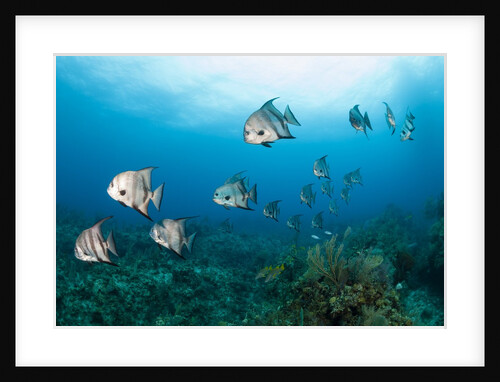 Atlantic Spadefish by Anonymous