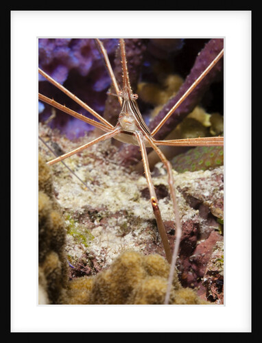 Yellowline Arrow Crab by Anonymous