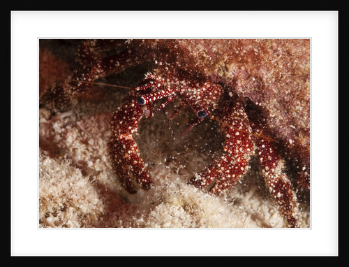 White Speckled Hermit Crab by Anonymous