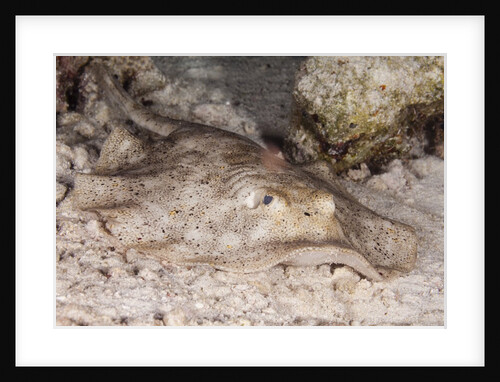 Stingray by Anonymous