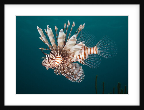 Lionfish by Anonymous