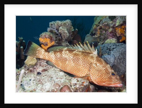 Red Hind by Anonymous