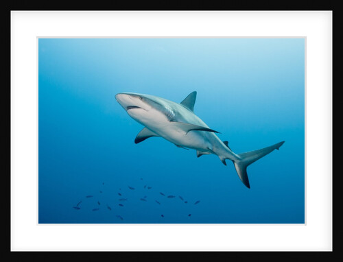 Reef Shark by Anonymous