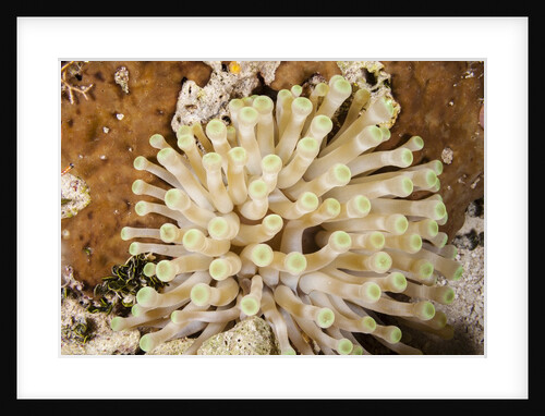 Giant Caribbean Sea Anemone by Anonymous