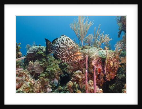 Yellowfish Grouper by Anonymous