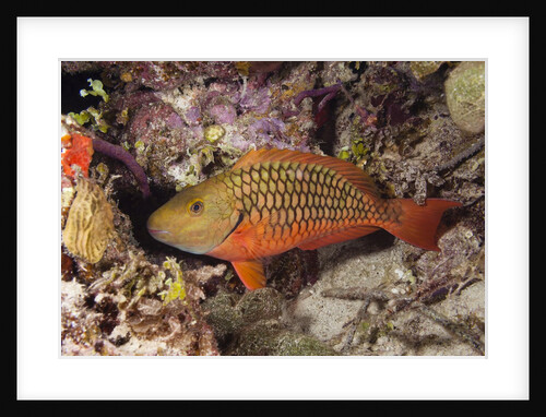 Stoplight Parrotfish by Anonymous