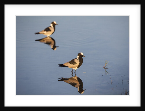 Blacksmith Plover by Anonymous