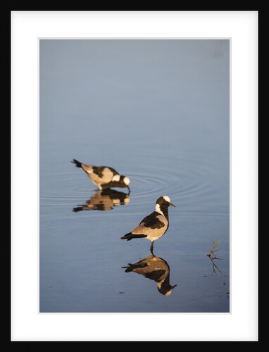 Blacksmith Plover by Anonymous