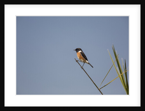 Swallow by Anonymous