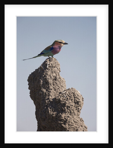 Lilac Breasted Roller by Anonymous
