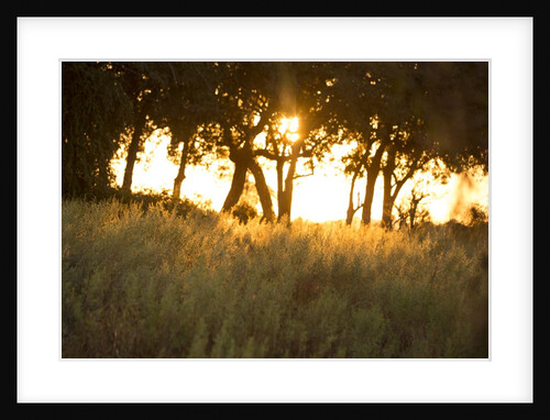 Duba Plains Landscape by Anonymous