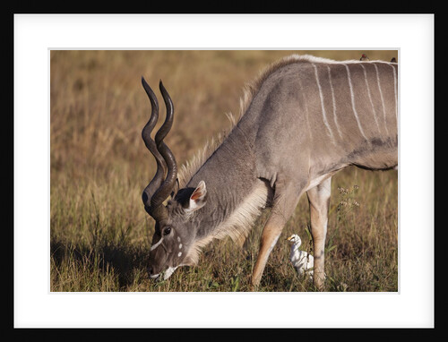 Greater Kudu by Anonymous