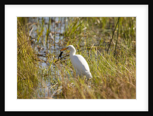 Great Egret Catching Frog by Anonymous