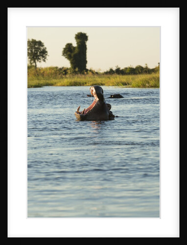 Hippopotamus, Botswana by Anonymous