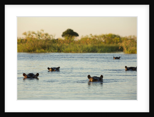 Hippopotamus, Botswana by Anonymous