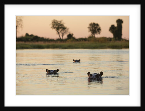 Hippopotamus, Botswana by Anonymous