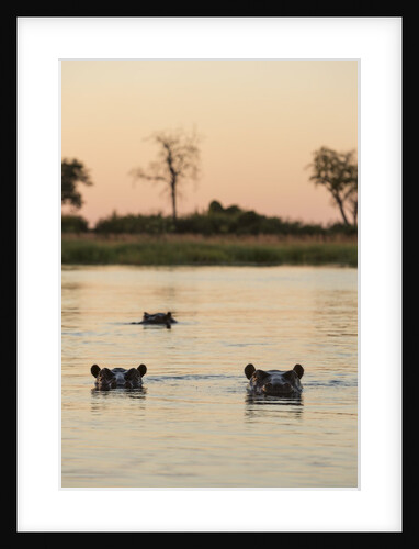 Hippopotamus, Botswana by Anonymous