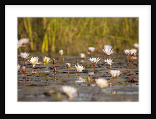 Wild Water Lilies by Anonymous