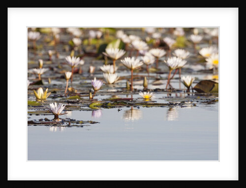 Wild Water Lilies by Anonymous