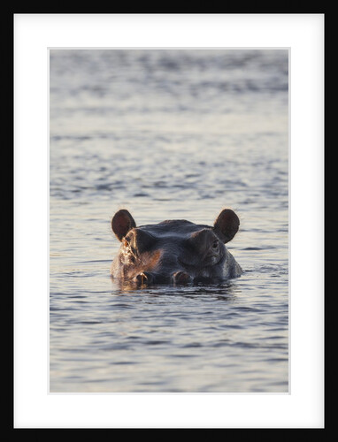 Hippopotamus, Botswana by Anonymous