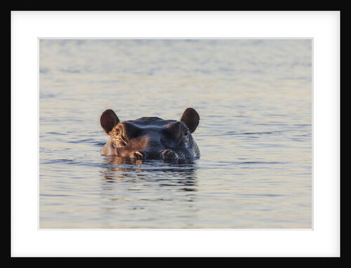 Hippopotamus, Botswana by Anonymous