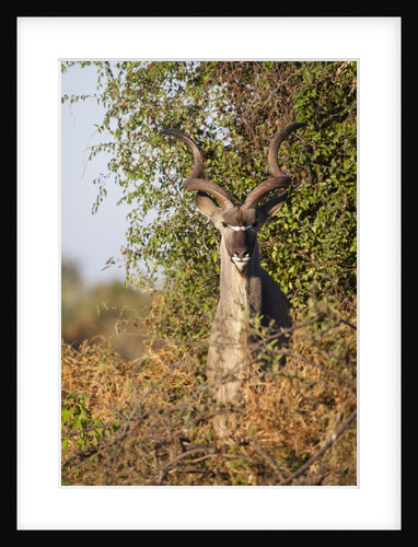 Greater Kudu by Anonymous