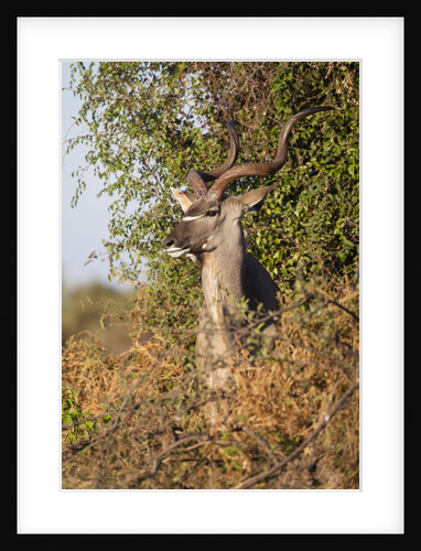 Greater Kudu by Anonymous