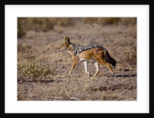 Cape Fox by Anonymous