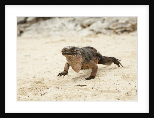 Exuma Island Iguana by Anonymous