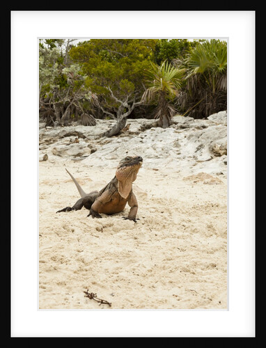 Exuma Island Iguana by Anonymous