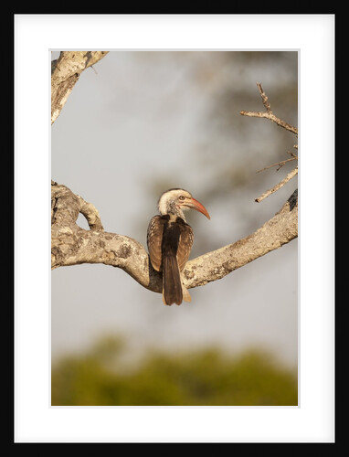 Southern Yellow-billed Hornbill by Anonymous