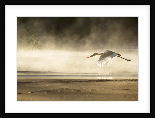 Saddle Billed Stork by Anonymous