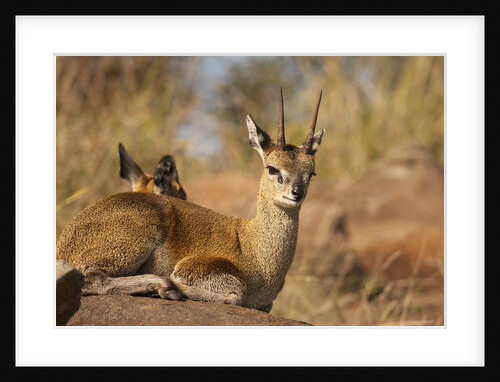 Klipspringer by Anonymous