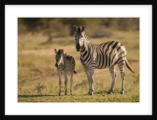 Burchell's Zebra Foal and Mother by Anonymous