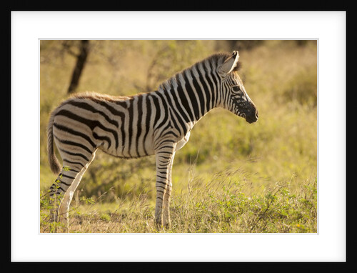 Burchell's Zebra Foal by Anonymous