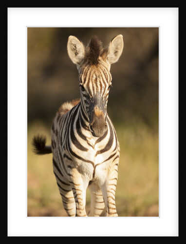 Burchell's Zebra Foal by Anonymous