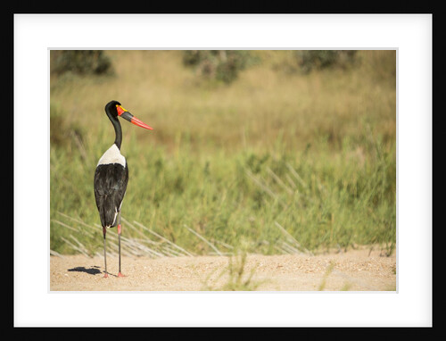 Saddle Billed Stork by Anonymous