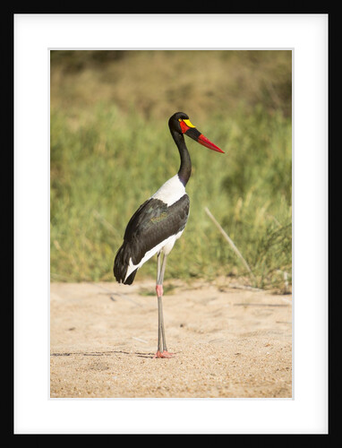 Saddle Billed Stork by Anonymous