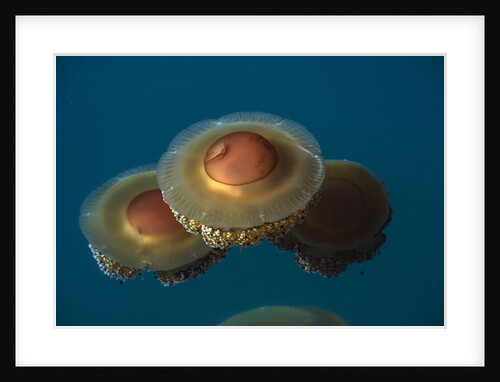 Jellyfish, Cotylorhiza tuberculata, Jellyfish bloom, Mediterranean, Greece by Anonymous