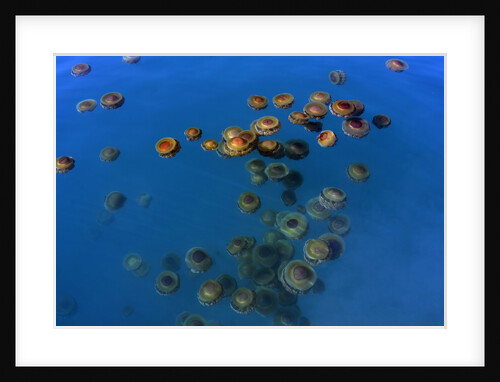 Jellyfish, Cotylorhiza tuberculata, Jellyfish bloom, Mediterranean, Greece by Anonymous