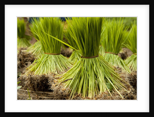Paddy seeds, ready to sent to the paddy field. by Anonymous