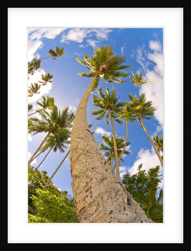 Curvy coconut palm tree. by Anonymous