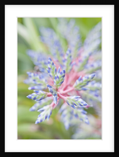 Bromeliad Flower by Anonymous