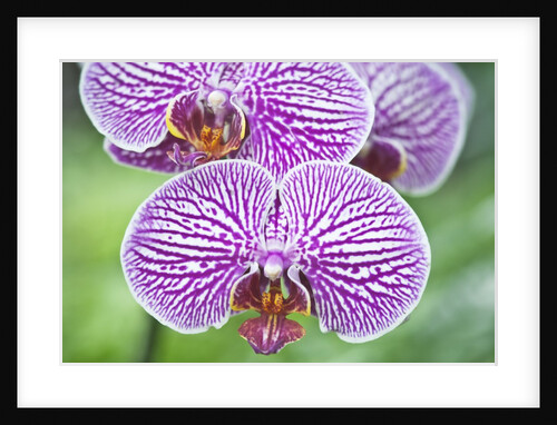 Orchid by Anonymous