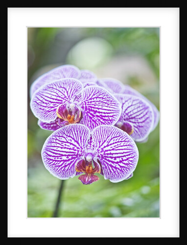 Orchid by Anonymous