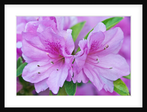 Azalea Flower by Anonymous