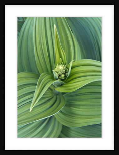 Veratrum viride by Anonymous