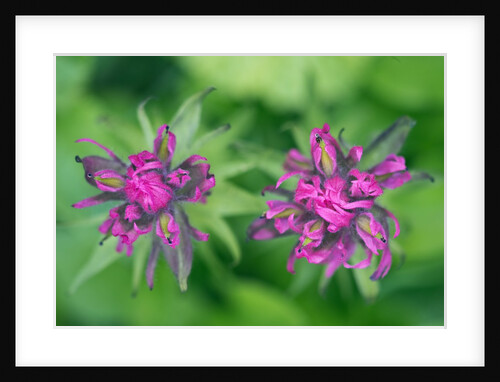 Castilleja parviflora by Anonymous