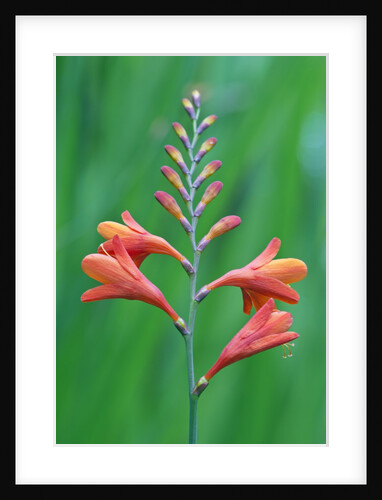 Crocosmia by Anonymous